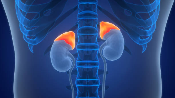 Adrenal Health Guide: Natural Ways to Boost Energy, Reduce Stress, and Overcome Fatigue.