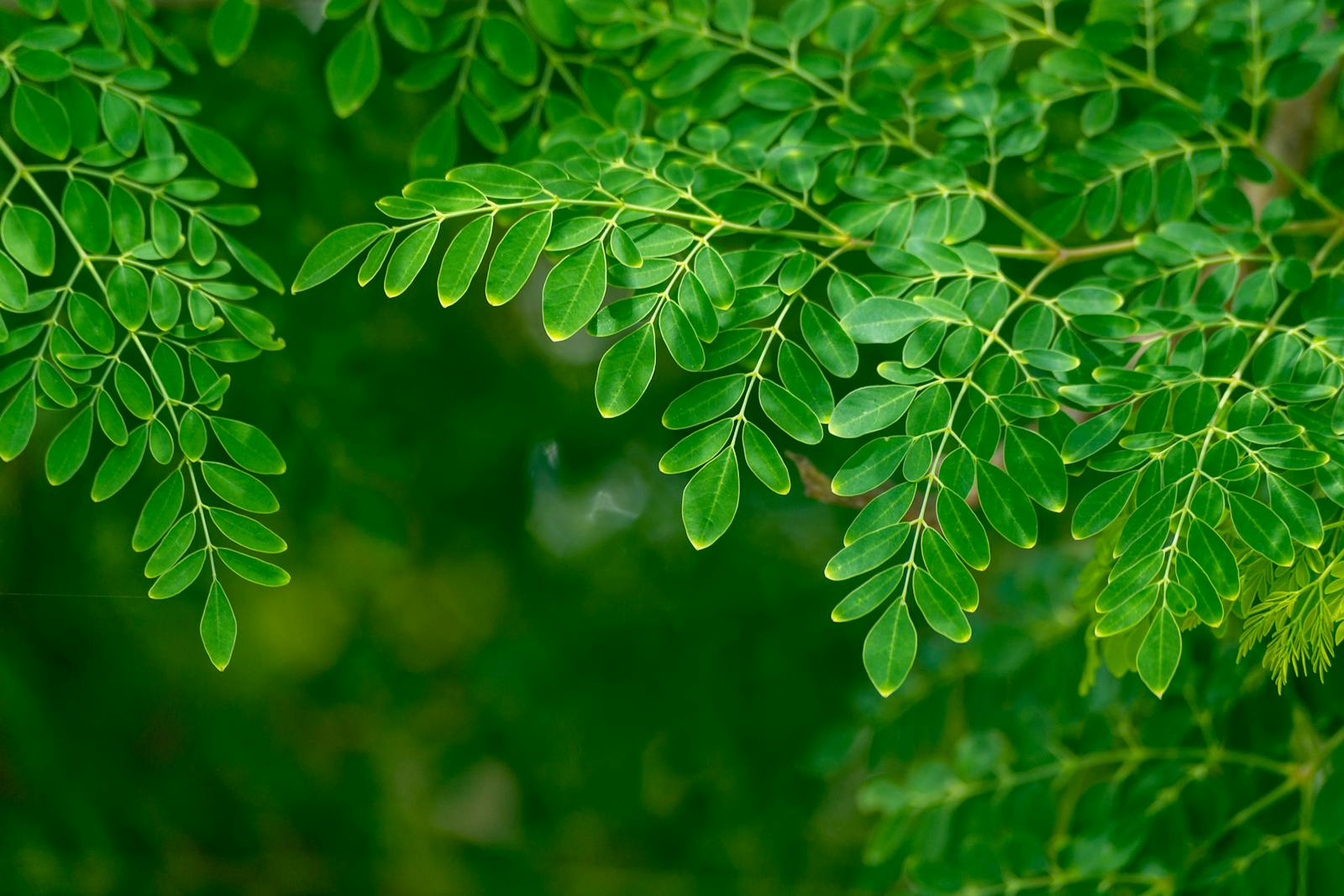 Close-up of vibrant green moringa leaves with a blurred botanical background.
