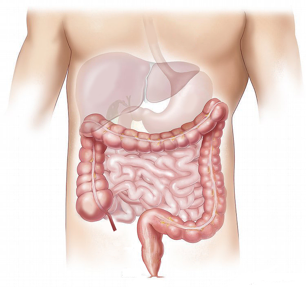 Revitalise Your Health with Fibre Select: The Best Colon Cleanse.