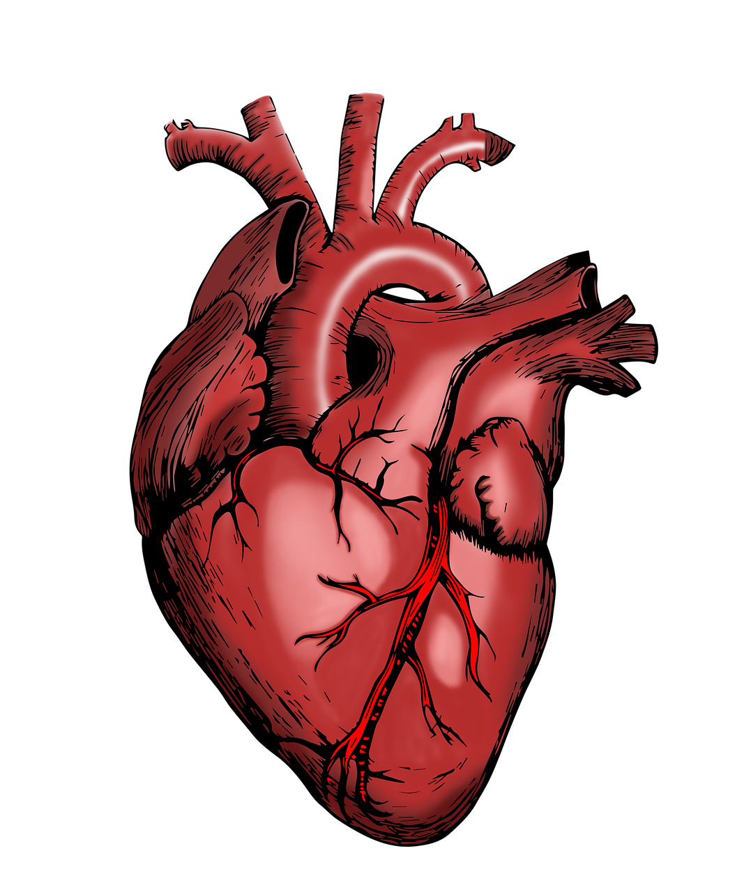 Nature’s Cardiologist: How These Natural Ingredients Support Cardiovascular Health.