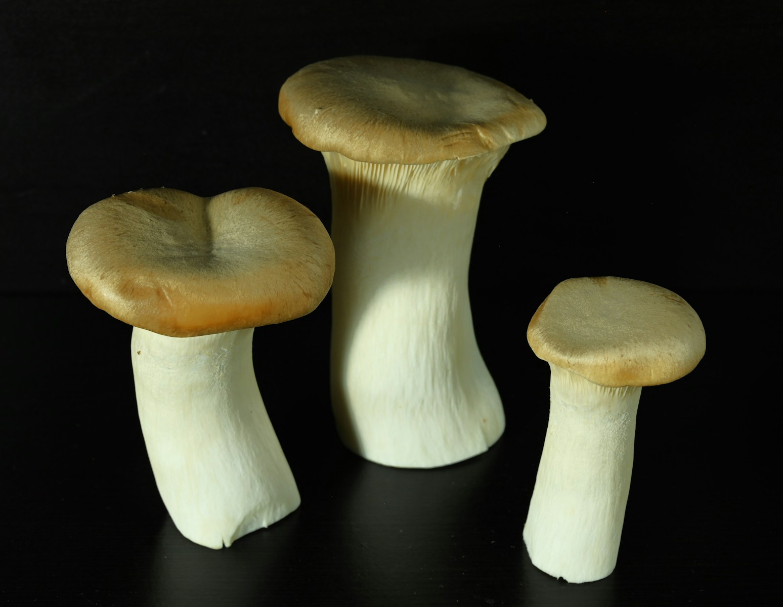 Top Mushroom Supplements for Better Health.