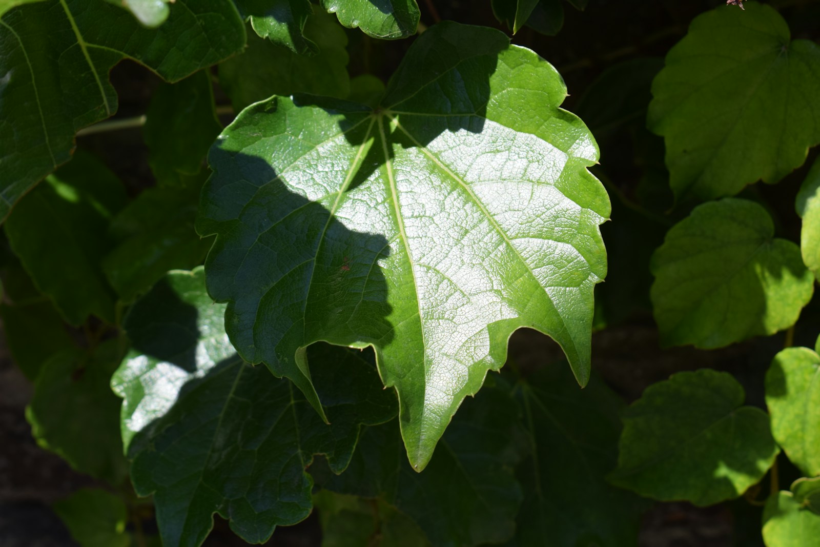 a close up of a leaf on a tree