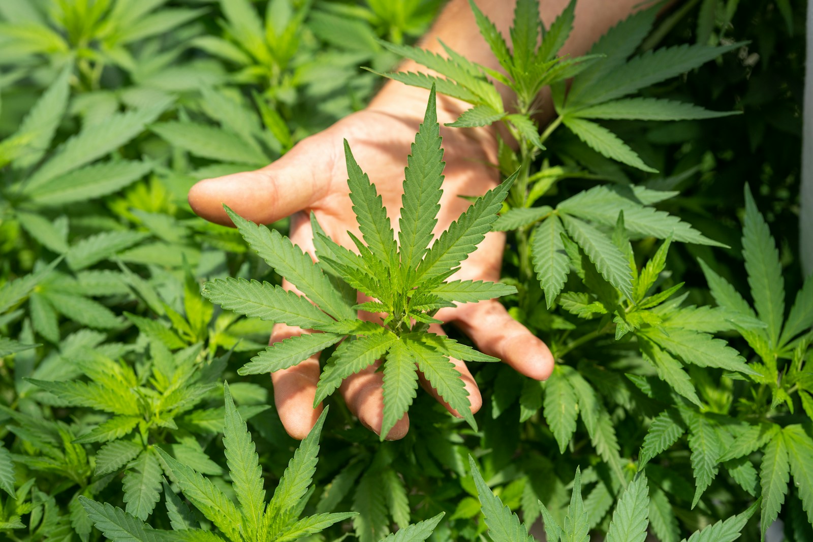 CBD and Boswellia: Nature’s Answer to Comfortable Joints.