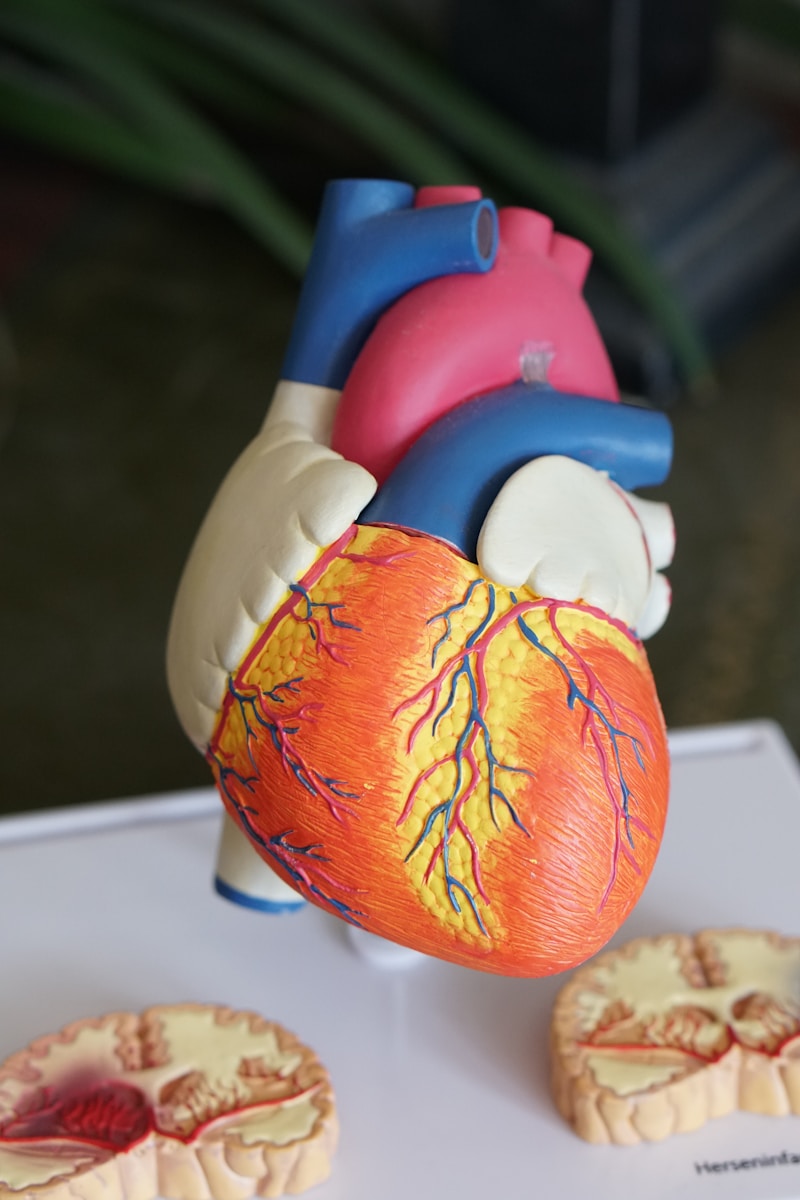 The Natural Heart Health Guide: Fenugreek, Tongkat Ali, and Essential Nutrients Explained.
