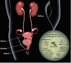 Understanding the Importance of a Healthy Urinary Microbiome: How FemiPro Can Help.