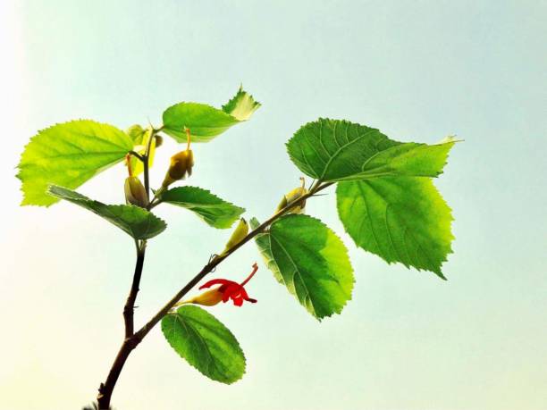 Gymnema Sylvestre: The Sugar-Taming Plant That’s Been Helping People for Centuries.