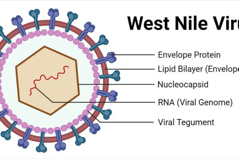 First Human Case of West Nile Virus Confirmed in Michigan (2025)