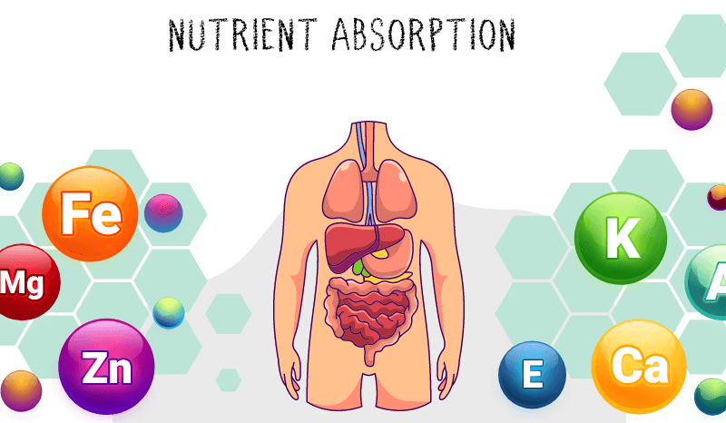Daily Habits That Boost Nutrient Absorption and Energy.