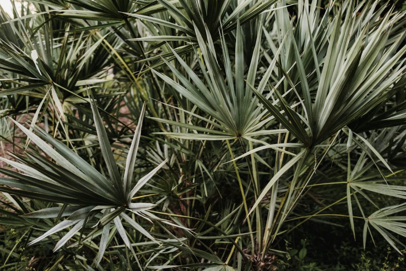 Detailed view of green tropical palmetto leaves creating a lush, natural pattern.