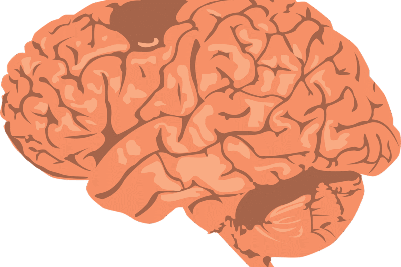 CogniSurge: My Take on Its Claims and Ingredients.