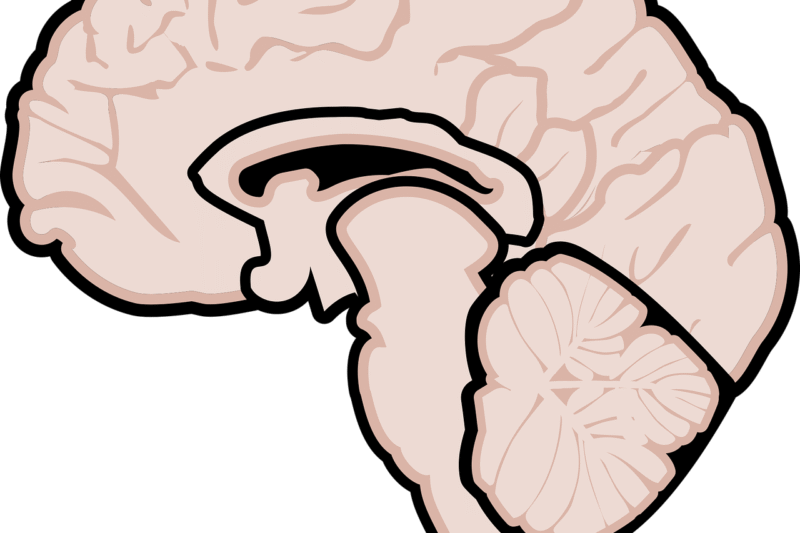 Boost Brain Power Naturally: Discover the Nutrients Behind Sharper Memory and Focus.