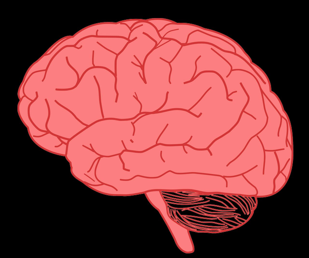 brain, mind, organ, human, anatomy, health, brain, brain, brain, brain, brain, mind