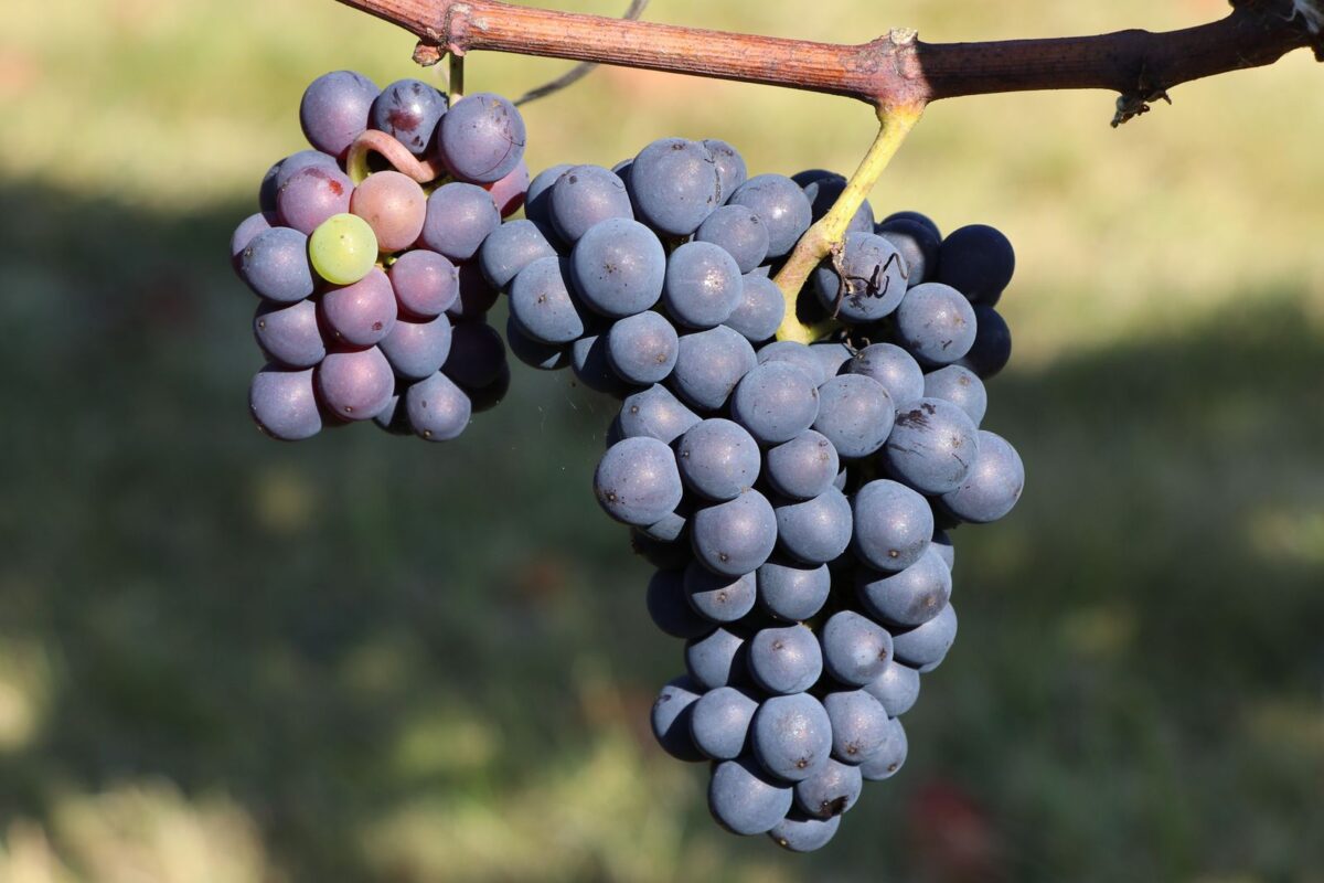Dark grapes on the vine, the source of antioxidant grape seed extract