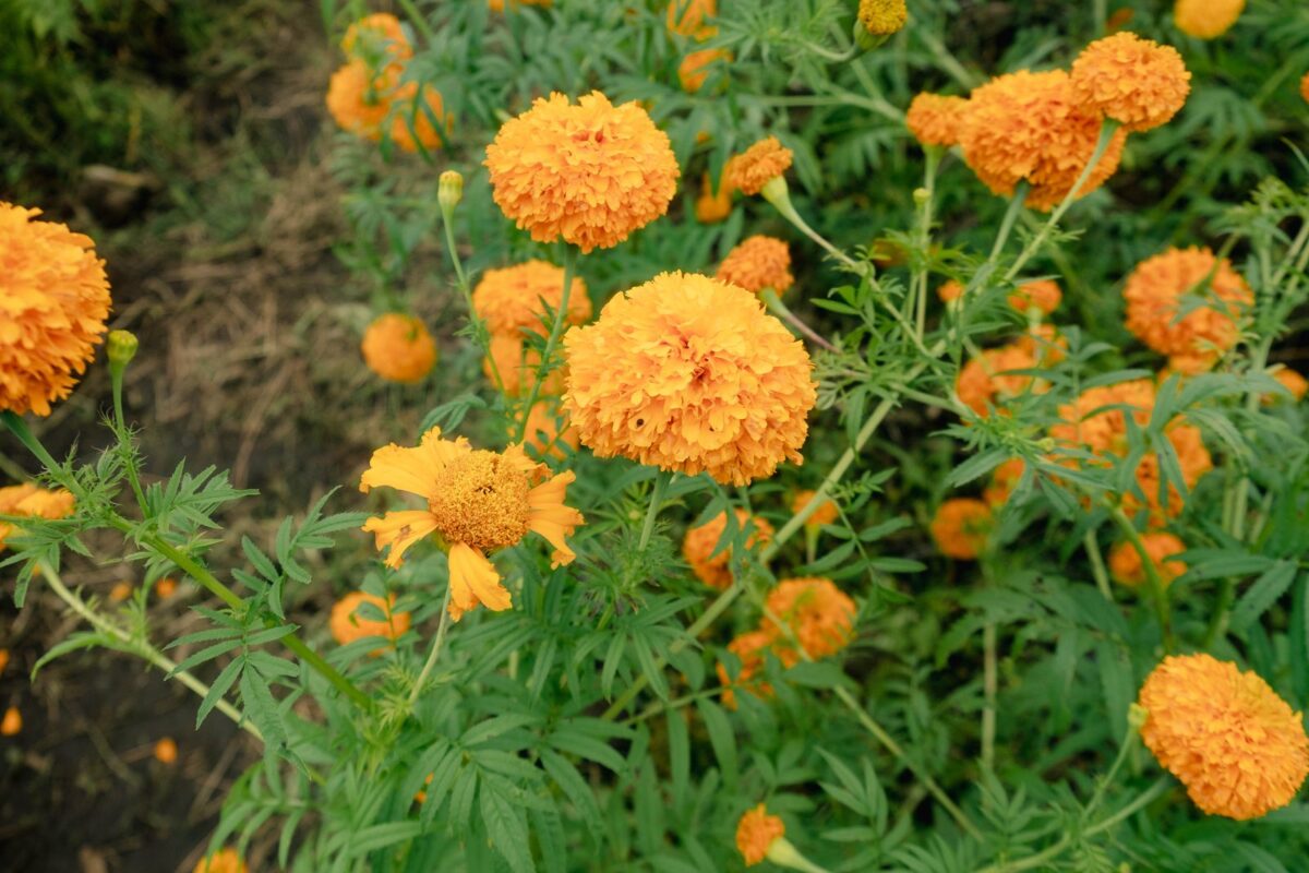 Orange marigold flowers growing in a field, the source of commercial lutein and zeaxanthin