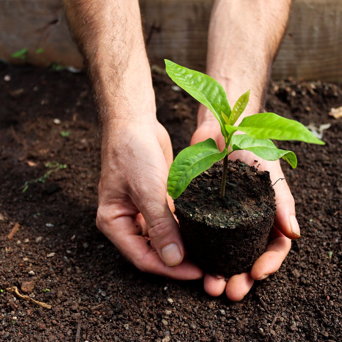 Two hands holding a young plant with its roots and soil, showing where supplement ingredients begin