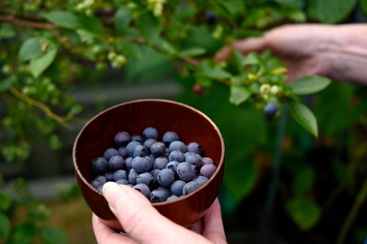 A bowl of freshly picked bilberries held beside the bush, rich in anthocyanins