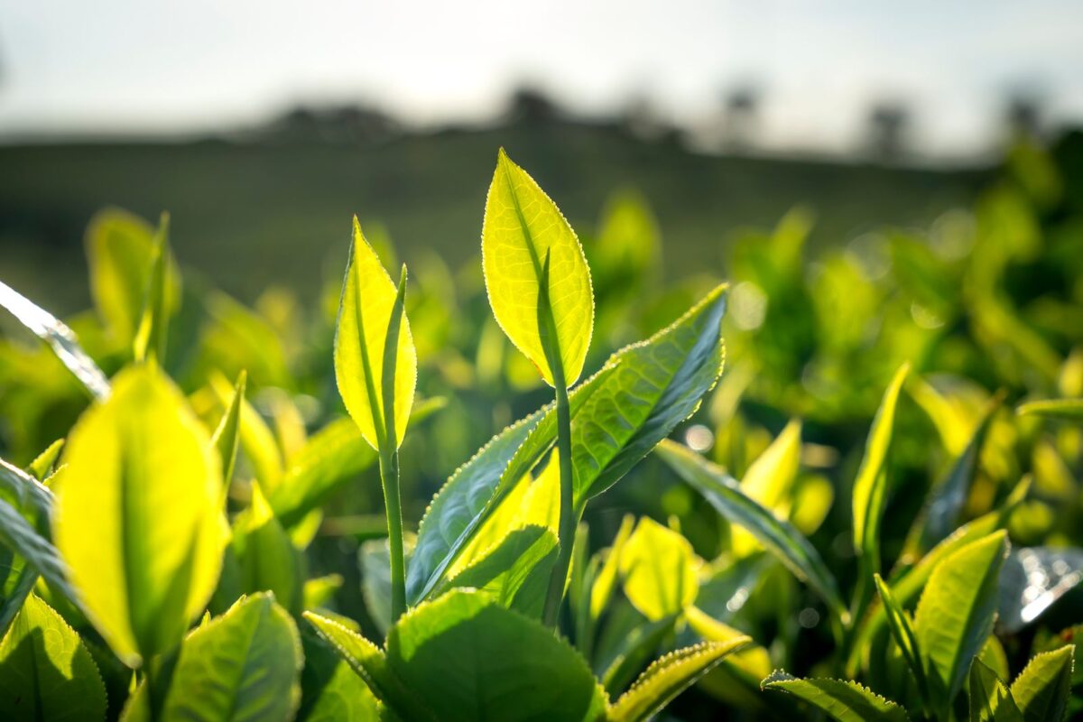 Green tea leaves, a source of catechins
